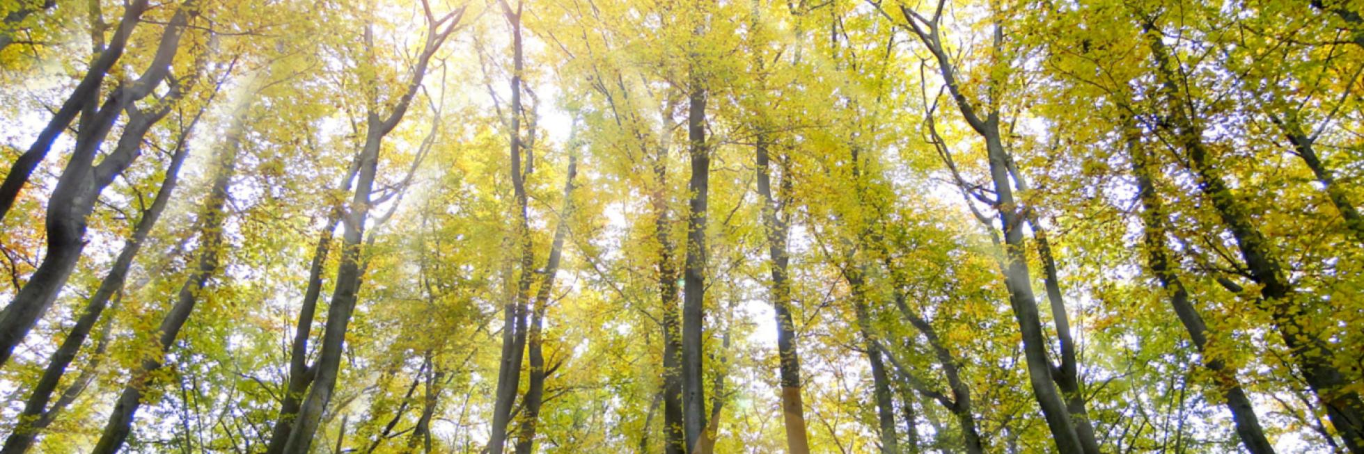 climate-1440x590.jpg