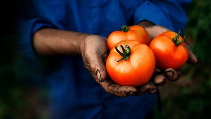 content_690x388_tomato_l.jpg