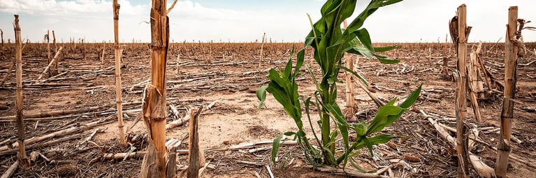 corn-field.jpg