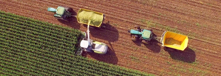 Corn_harvest_2.jpg