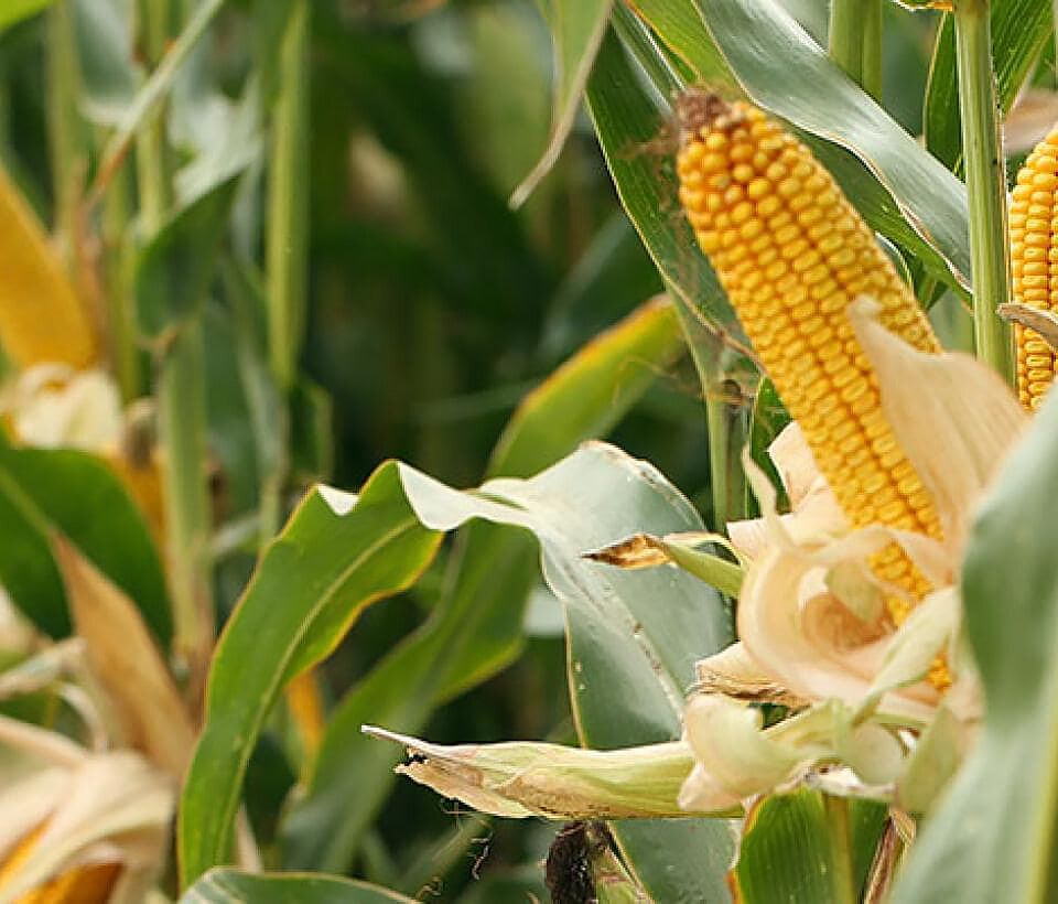 corn-plants-2.png