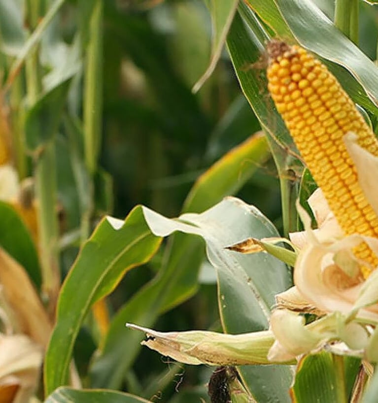 corn-plants-2.png