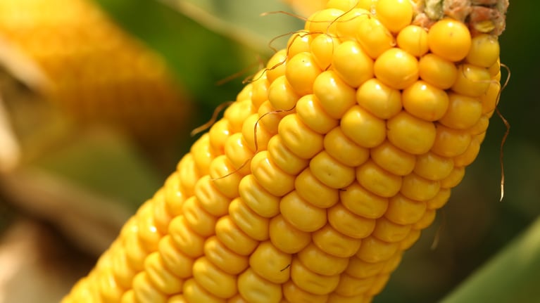 corncob-2-2000x1125.jpg