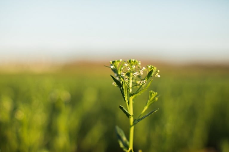 covercress-flowering-crop-bayernet.jpg