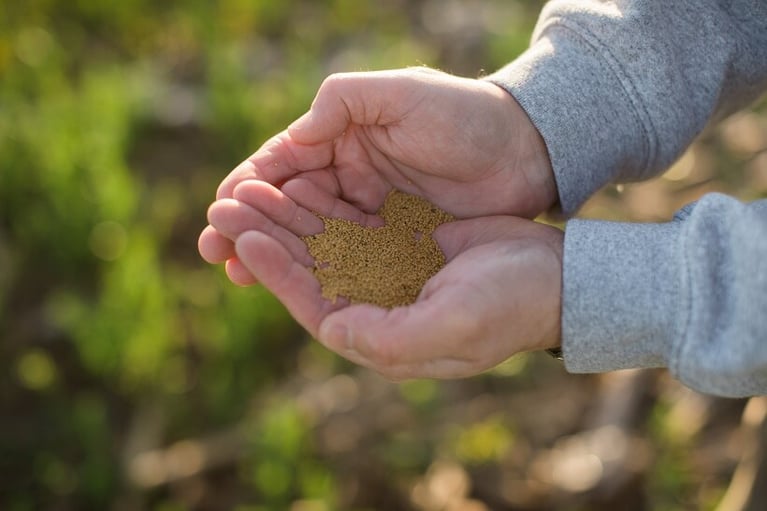covercress-seed-hands-bayernet.jpg
