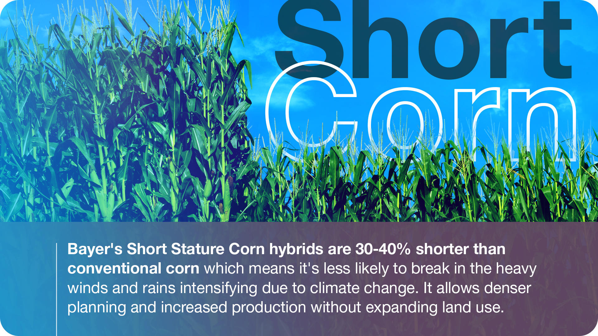 crop-science-short-corn-1.png