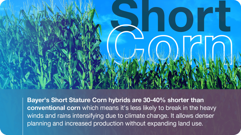 crop-science-short-corn-1.png