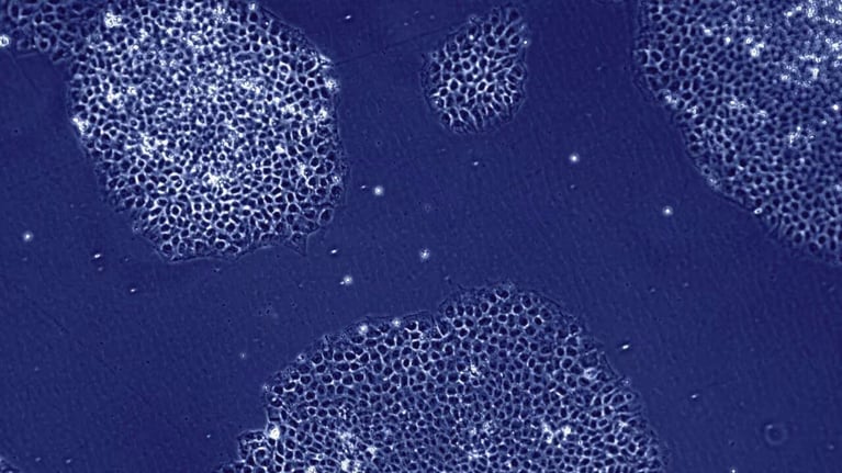 human-cells-under-microscope-hero.png