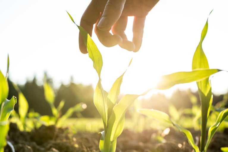 hand reaching for seedling