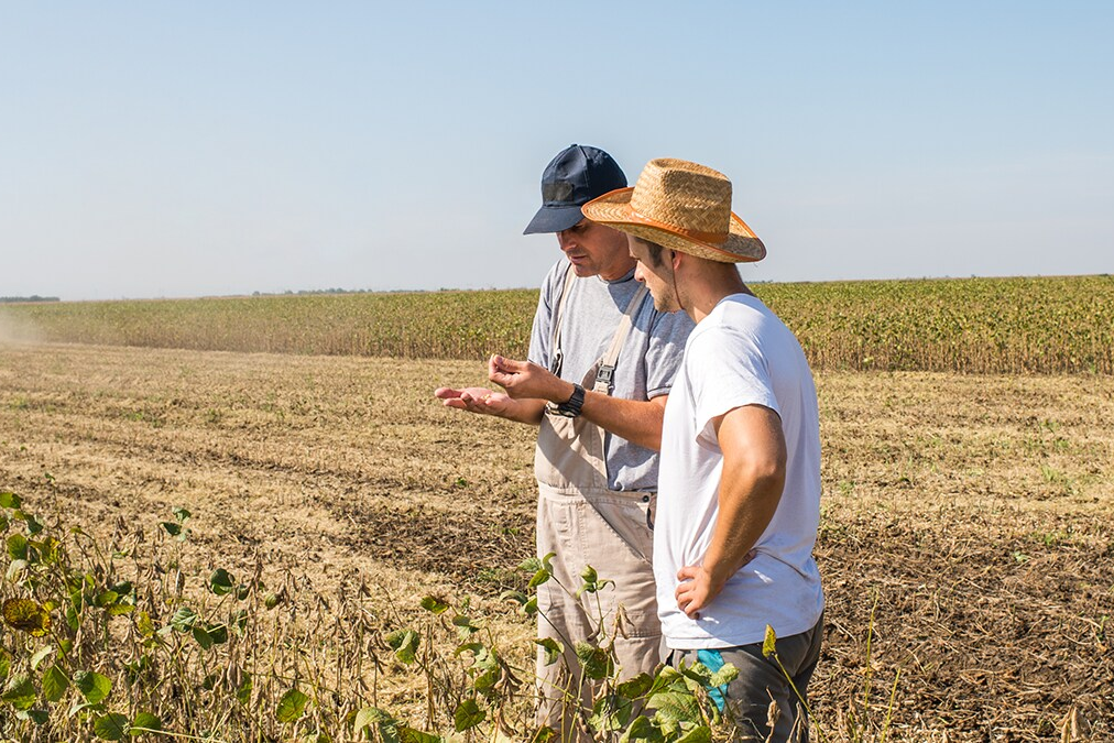 Landwirte inspizieren die Ernte