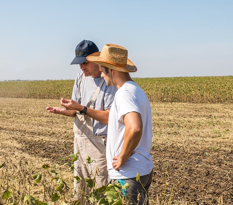 farmers inspecting crop