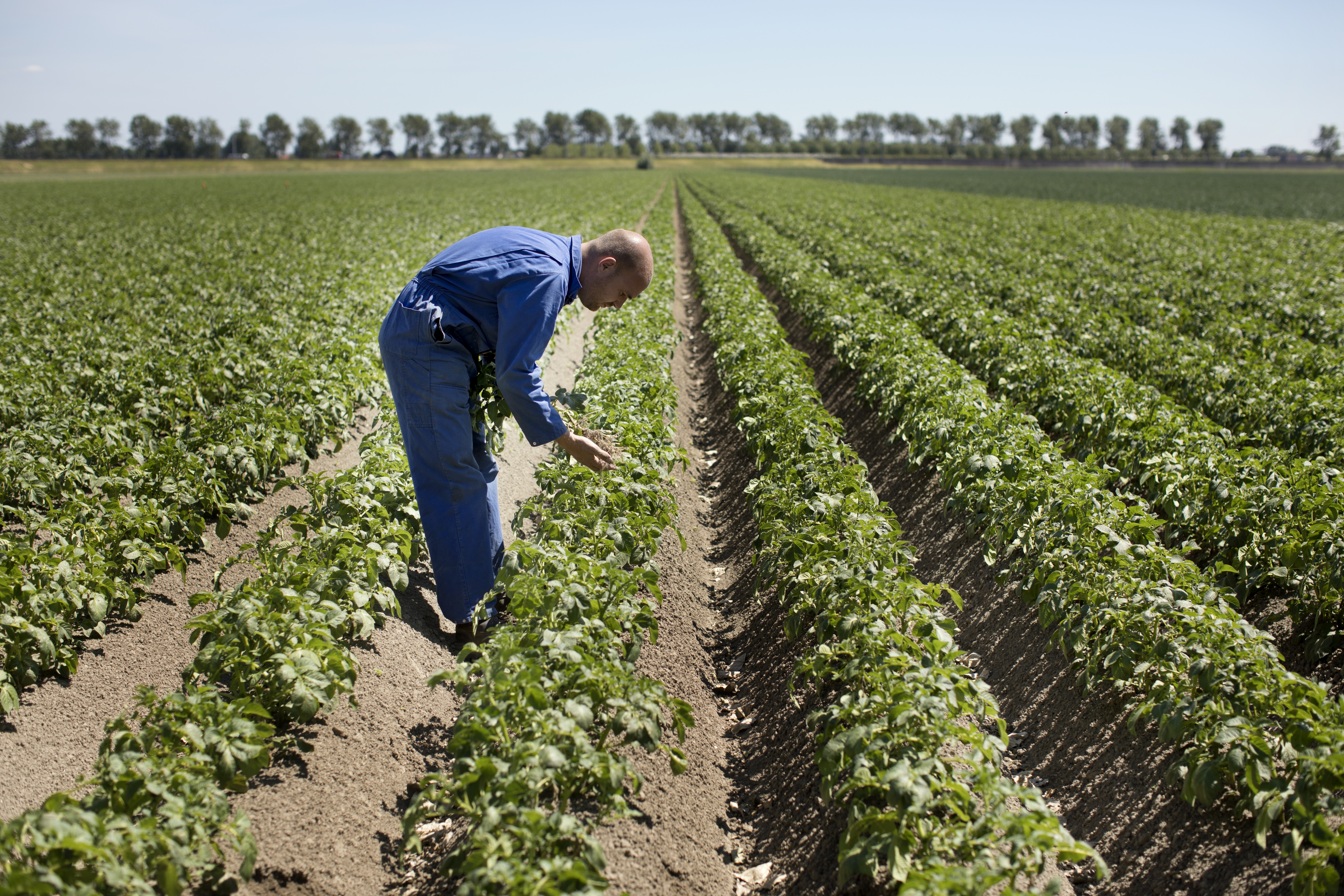 farmer_in_the_field_2.jpg