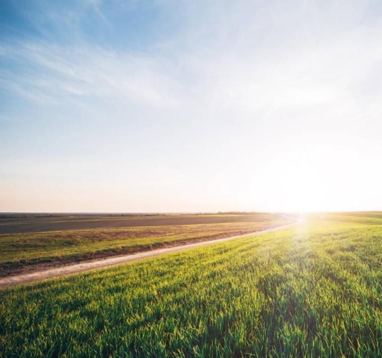 Drone_flying_over_green_corn_field (1)_0.jpg