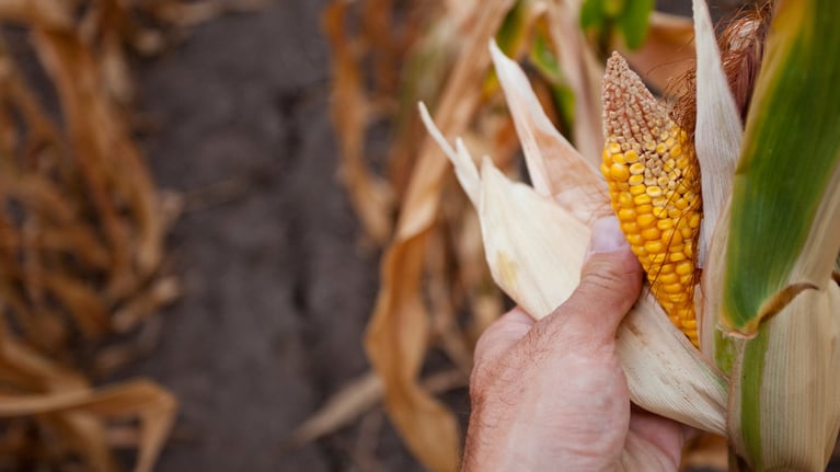 Dryied corn on stalk.jpg