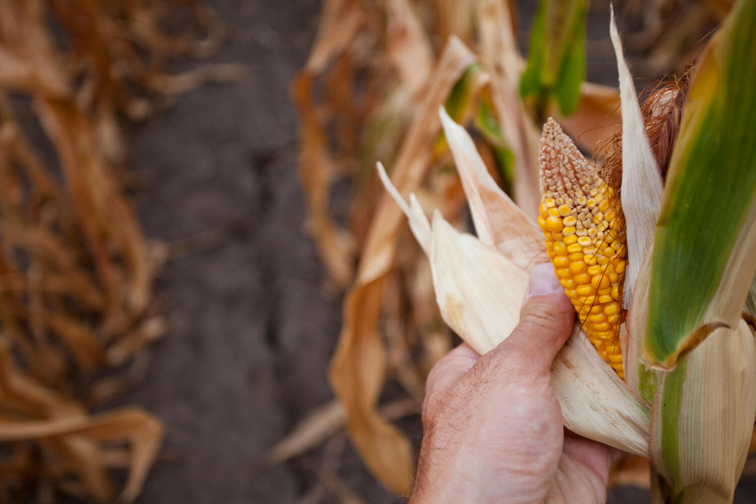 dryied-corn-stalk.jpg