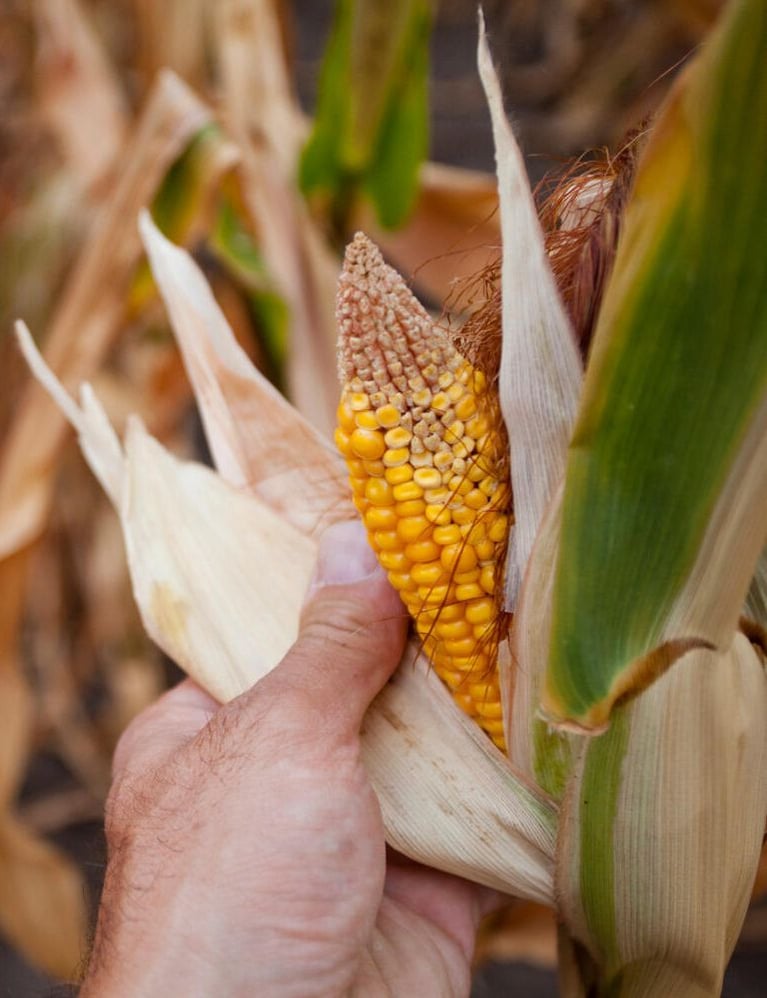 dryied-corn-stalk.jpg