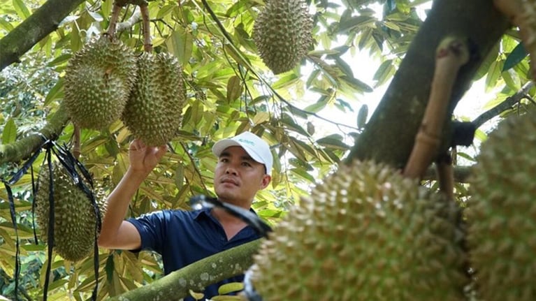 durian-harvesting.jpg