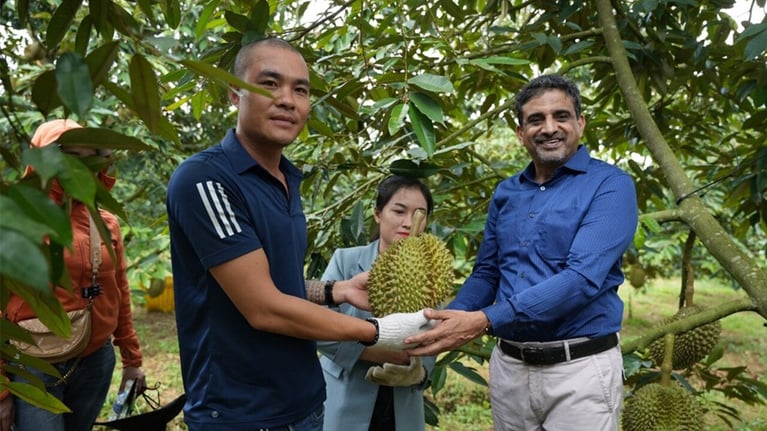 durian-harvesting2.jpg