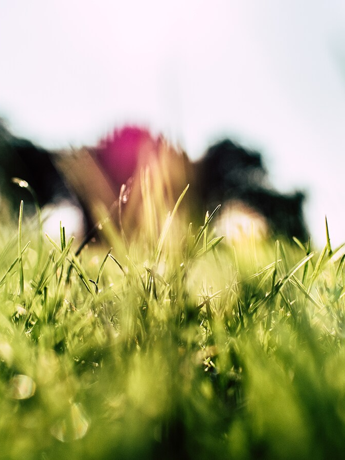 weeds