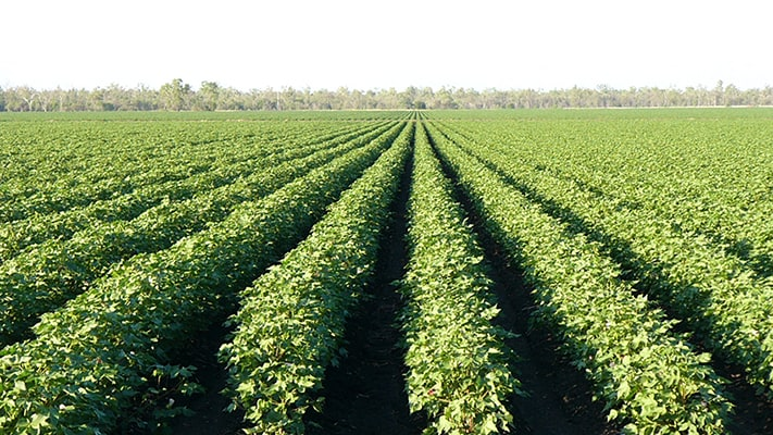 Cotton-rows.png