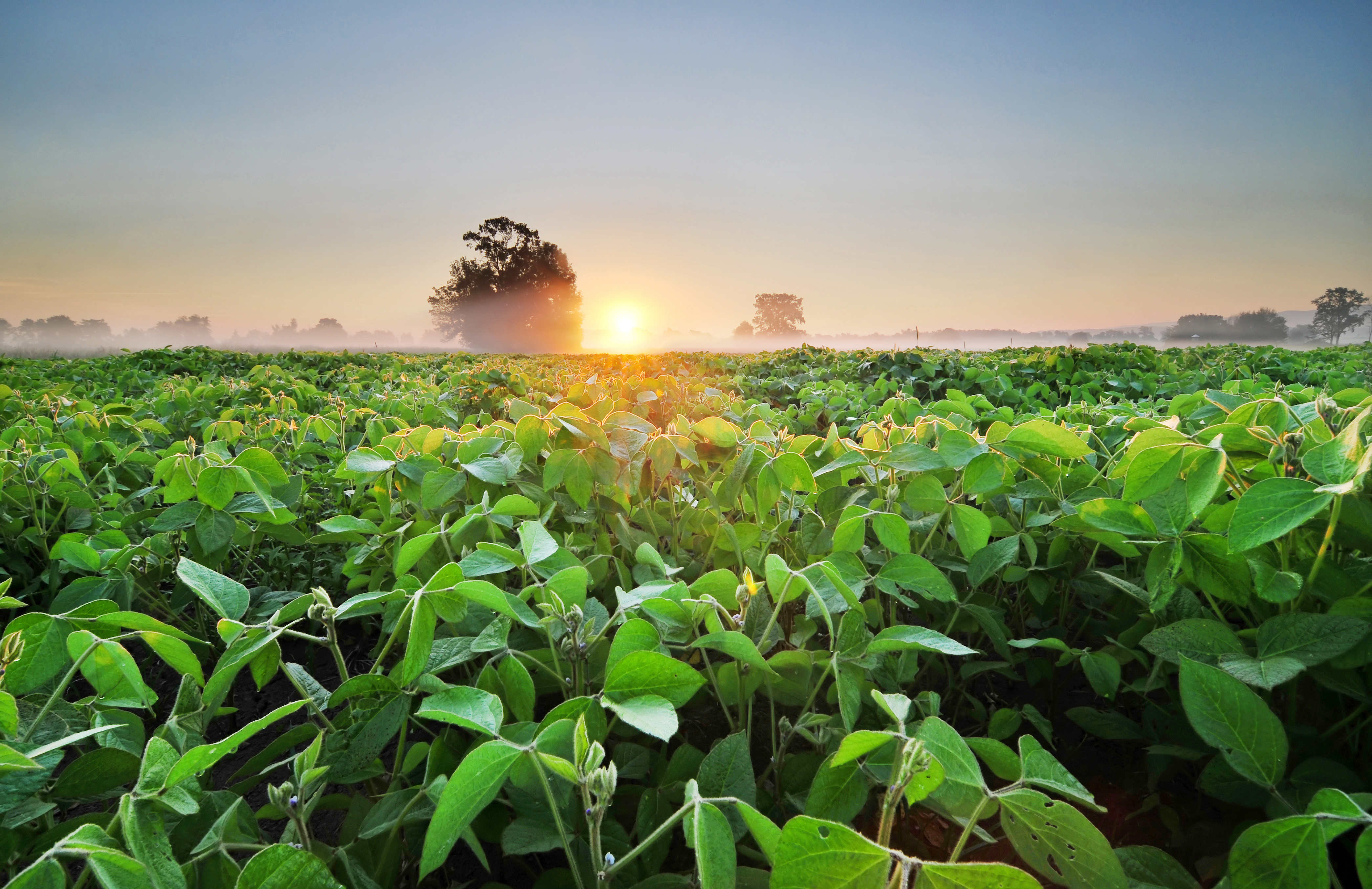 soybean_field_at_sunrise.jpeg