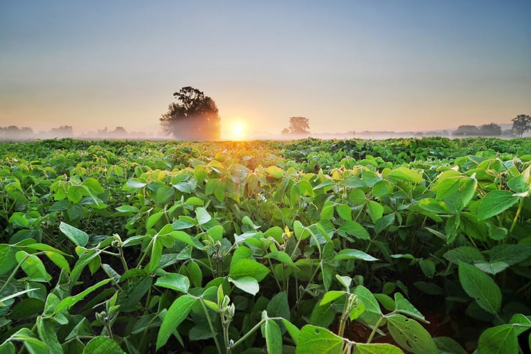 soybean_field_at_sunrise.jpeg