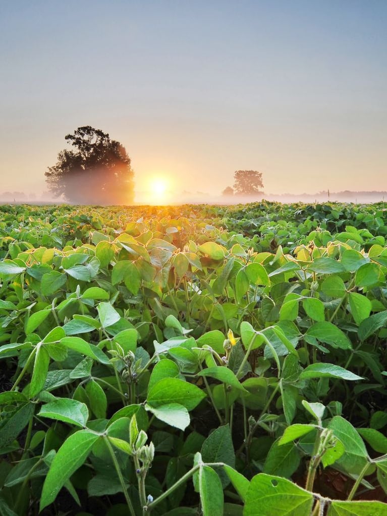 soybean_field_at_sunrise.jpeg