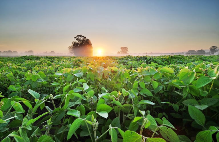 soybean_field_at_sunrise.jpeg