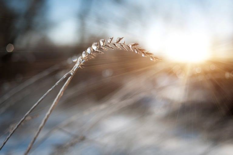 ear-with-frozen-water-drops-2000x1331.jpg