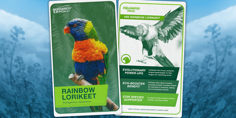 Rainbow-Lorikeet-2250x1059.png