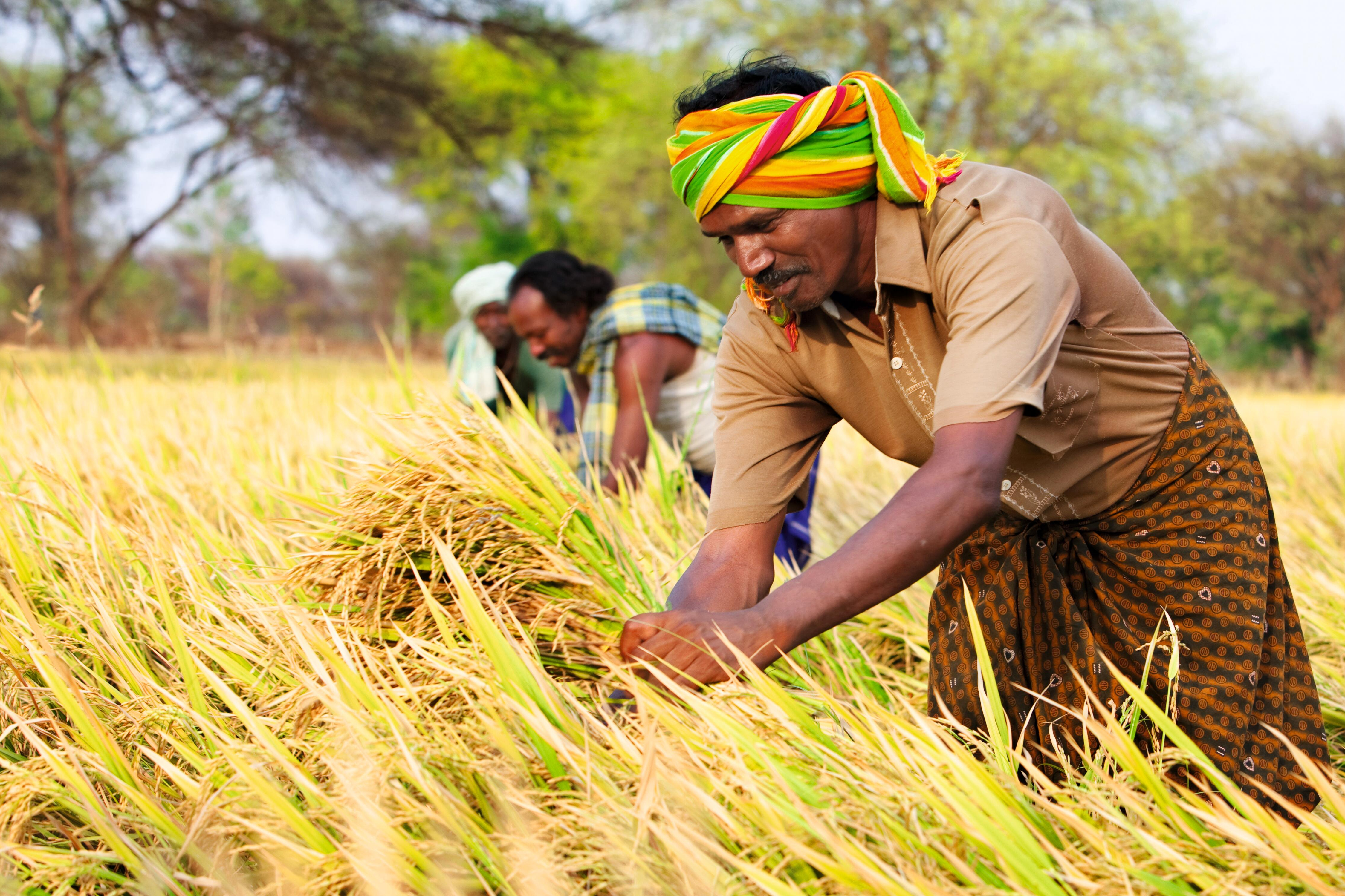 Indian rice farmer in field during harvest.jpg