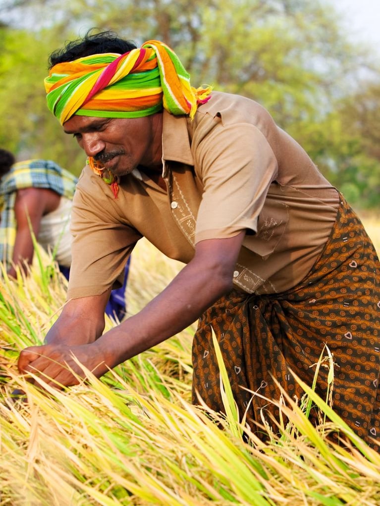 Indian rice farmer in field during harvest.jpg