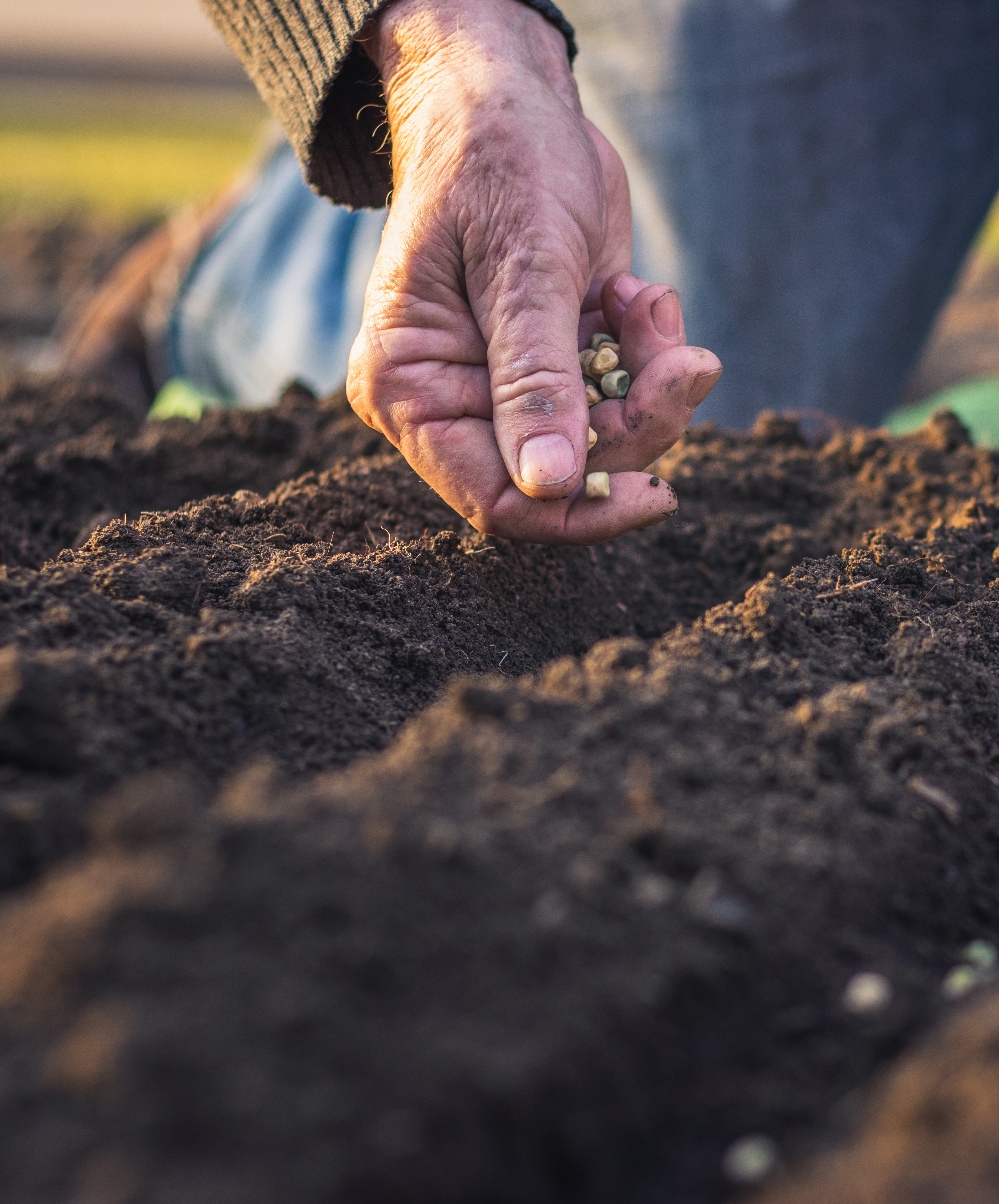 smallholder_seeding_by_hand.jpeg
