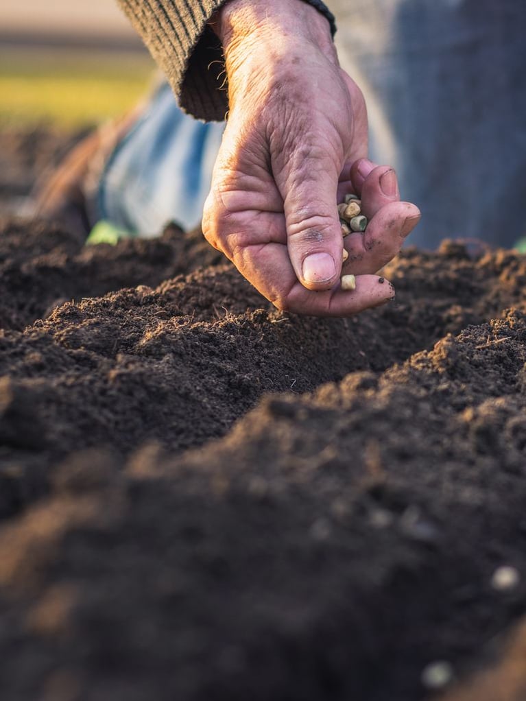 smallholder_seeding_by_hand.jpeg