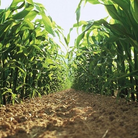 biological seed treatments 720x480