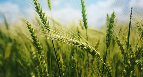 bayer-cropscience-compromissos-interna-6.jpg