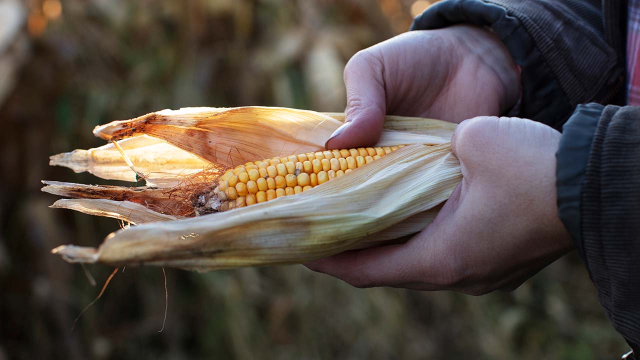 Landwirt überprüft Maiskolben 1