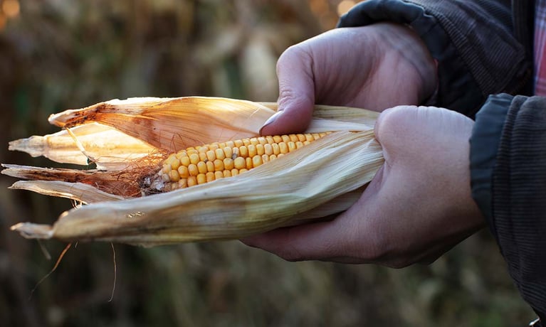 farmer checking corncob 1