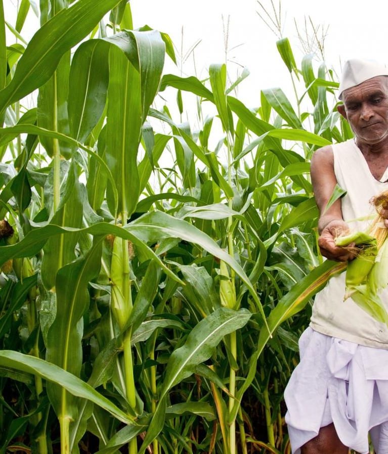 Farmer_checking_corncob_2.jpg