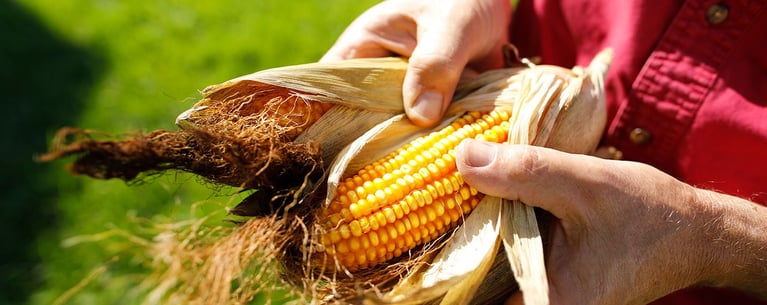 Farmer_checking_corncob.jpg