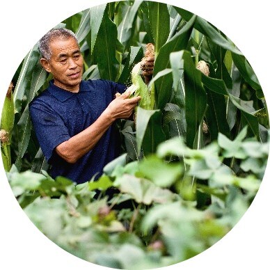 farmer-his-corn-field-388x388.jpg
