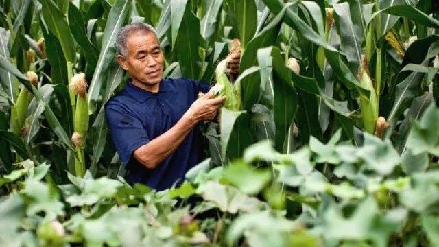 Farmer_in_his_corn_field2_1.jpg