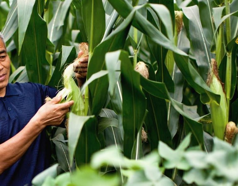 Farmer_in_his_corn_field2 (2).jpg