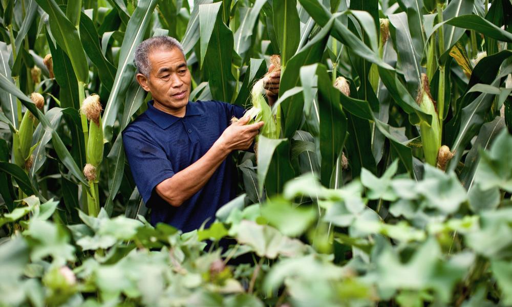 Farmer_in_his_corn_field2.jpg