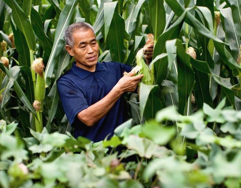Farmer_in_his_corn_field2.jpg