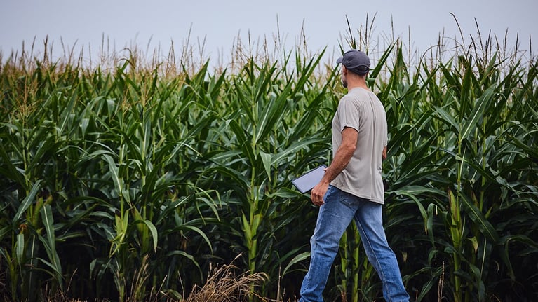 farmer with tablet in a cornfield 1