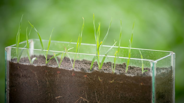 Plántulas de cultivo creciendo en bandeja de suelo, innovación agrícola y desarrollo de soluciones para mejorar el rendimiento en el contexto de Expoagro