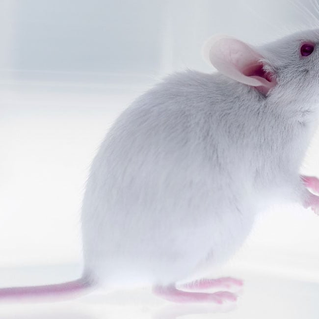 Mouse