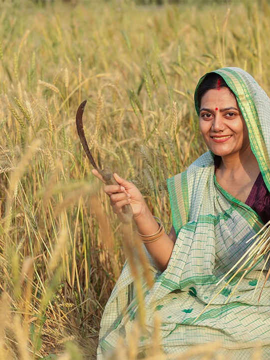 Indian woman during rice harvest