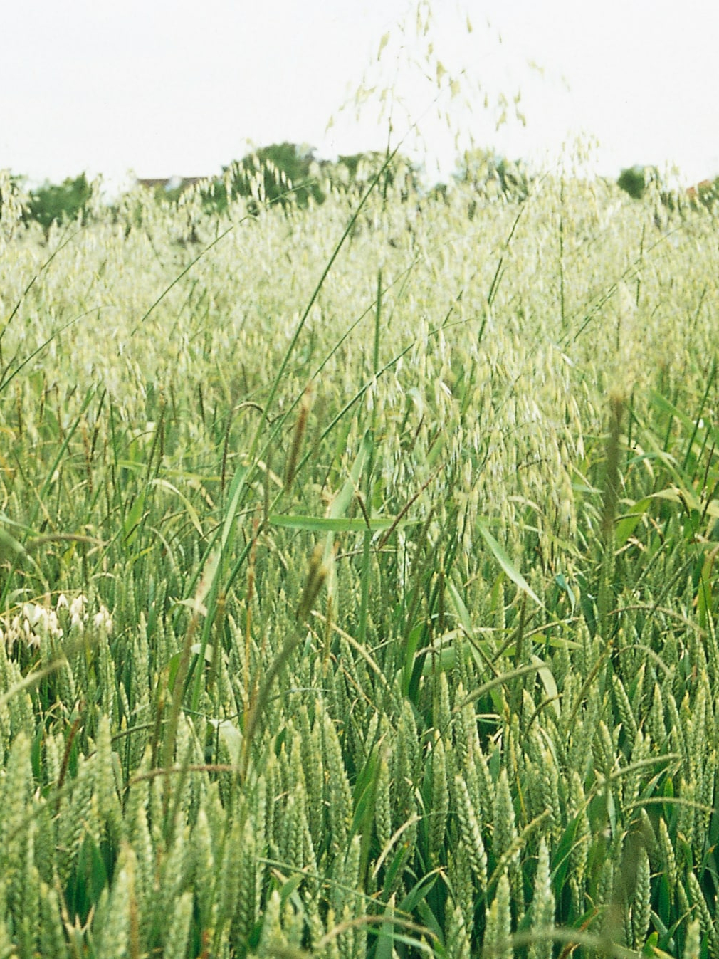 weeds 1